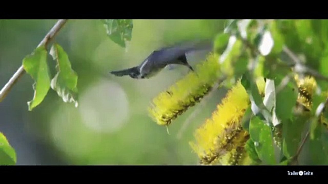 Das Geheimnis Der Bäume Trailer (2014)