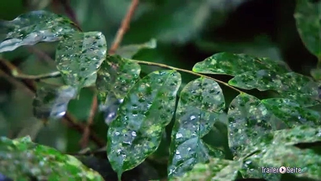 Ausschnitt aus Das Geheimnis der Bäume: Erfrischung