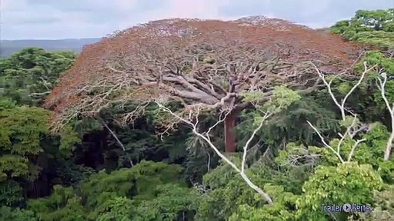 Ausschnitt aus Das Geheimnis der Bäume: Wipfelflug