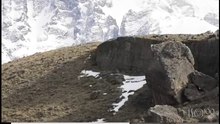 Puma y guanaco en Torres del Paine