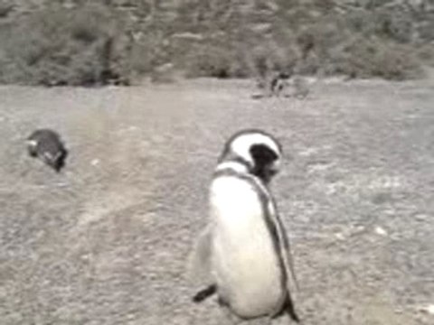 Pingouins à Punta Tombo, Argentine