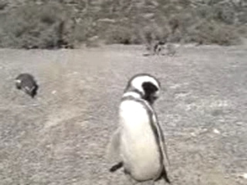 Pingouins à Punta Tombo, Argentine