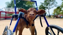 Unique Texas Farm Brings Kids And Injured Animals Together