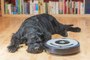 Here’s the Deal on Robot Vacuums—According to the Owner of a Long-Haired Dog