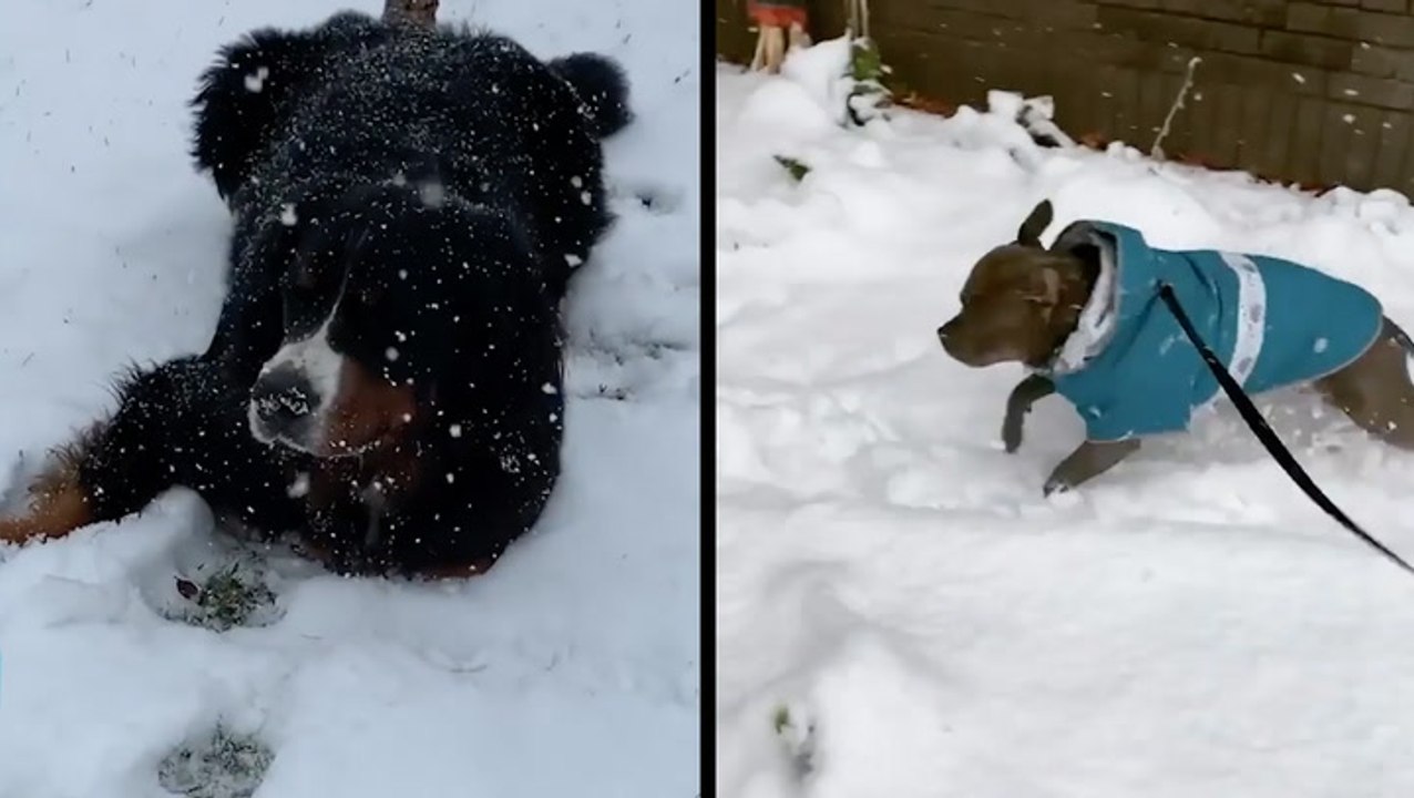 Adorable Pups Live Their Best Lives In The Snow