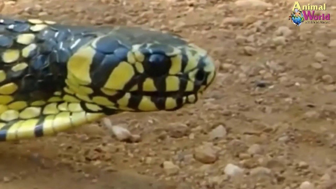 شاهد اقوي هجمات ثعبان الكوبرا السامة و المميته   اقوي انواع الثعابين في عالم الحيوان