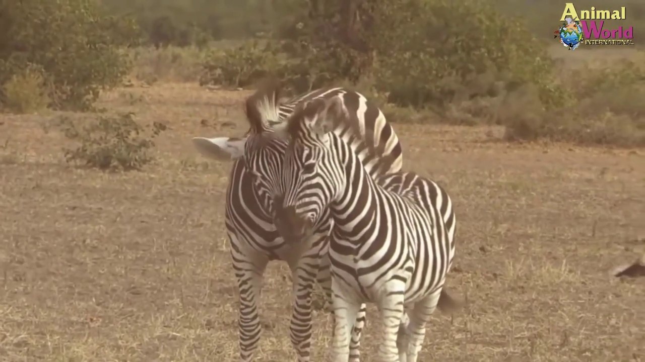 شاهد قدرة الله في خلقه جاموس بري ينقذ الحمار الوحشي من هجوم 10 اسود مفترسة سبحان الله
