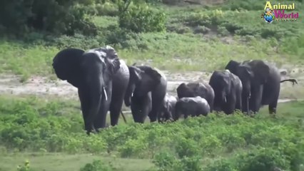 شاهد كيف انقذت الفيل صغارها من فك تمساح البحيرة العملاق لن تصدق عيناك