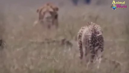 صراع الاسود مع النمر لحماية صغار الاسد من هجمات النمر المتوحشة قانون بقاء الاقوي في عالم الحيوان