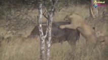 صراع بين الاسد المفترس و الفيل صاحب القوة الكبيرة تخيل من المنتصر   صراع عالم الحيوانات