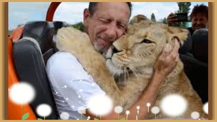 The King Of The Jungle Lions