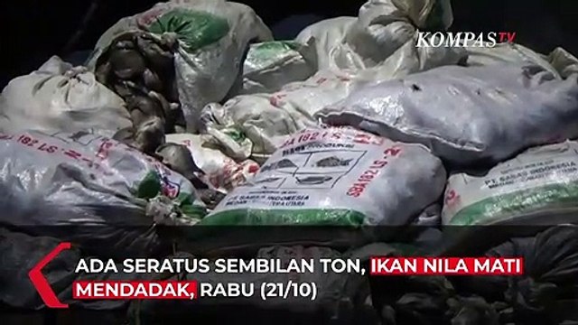 Misteri Ratusan Ton Ikan Mati di Danau Toba