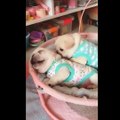 Cute Puppies Doing Funny Things, Cutest Puppies in the Worlds 2020 ♥   Cutest Dogs