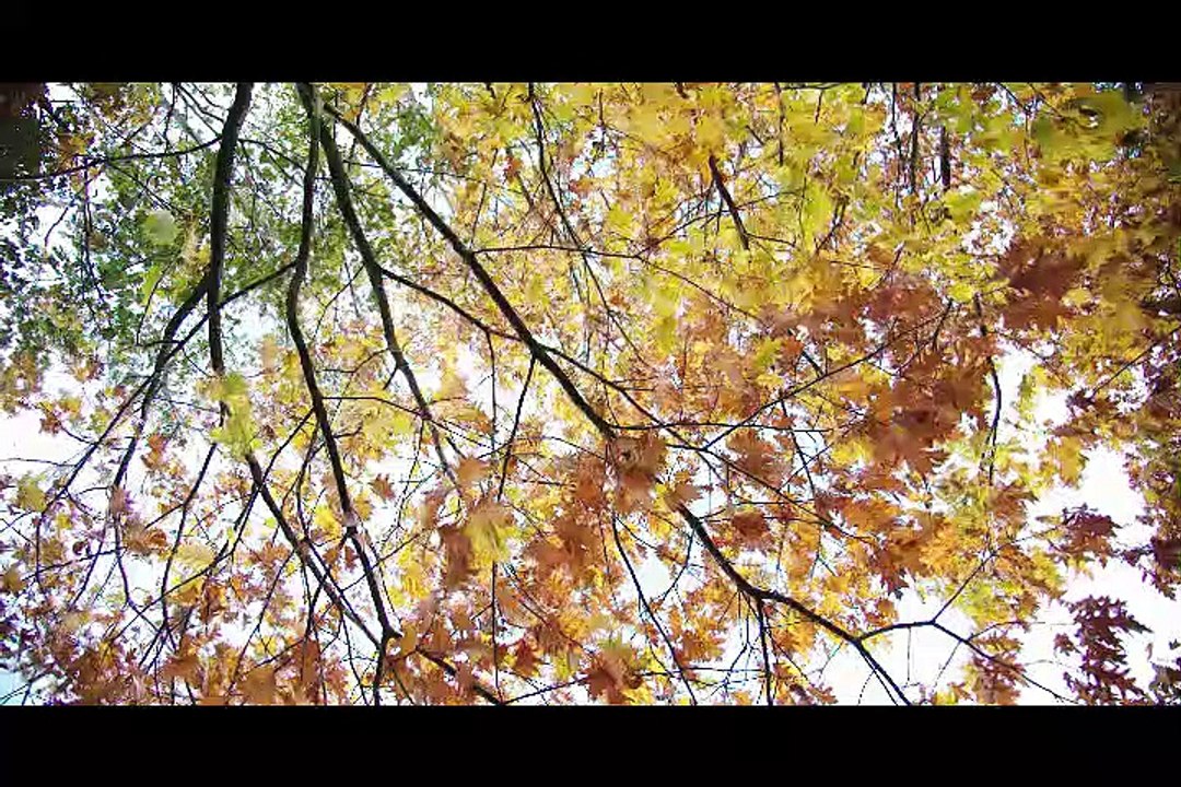 Relaxing piano music mixed with the sound of birds \ 8D_Frolic