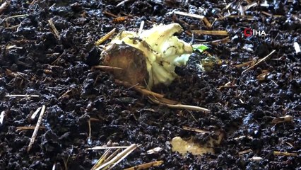 Solucanlara gözü gibi bakıyor