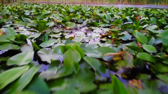 İsmini Bizans prensesinden alan kuş cenneti, görenleri mest ediyor