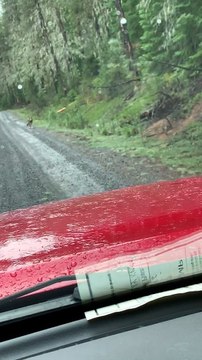 Lone Wolf Wanders Along Mountain Road