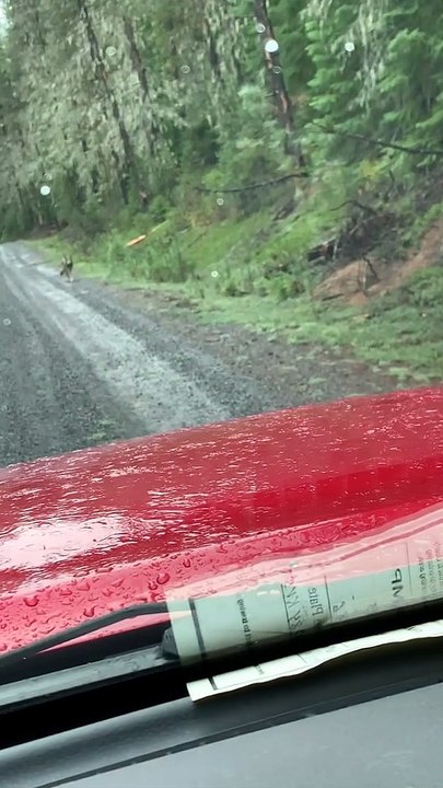 Lone Wolf Wanders Along Mountain Road