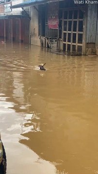 Dog Carries Puppy to Safety on Flooded Street