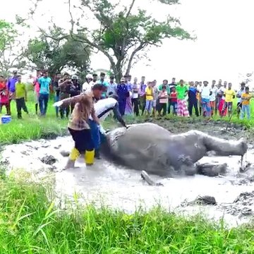 दलदल में फंस गया था हाथी_लोगों ने जान पर खेलकर बचाया Elephants trapped in marsh