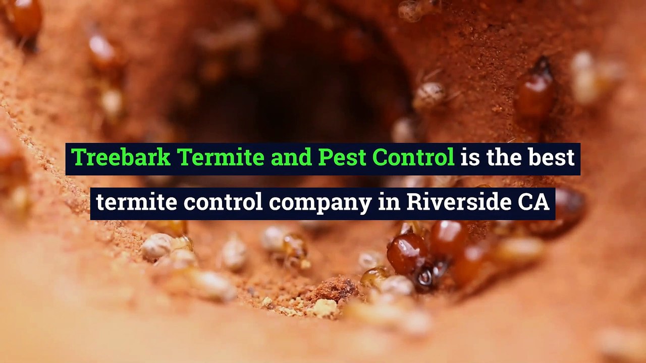 Termite Control Riverside Call Us 9512924017