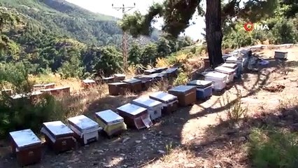 Aydınlı arıcılar: Arılar ‘Allah’ yazıp kovanı terk ediyorlar, sonumuz yaklaşıyor