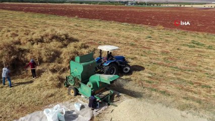 Yeşilyurt’ta tarımsal üretim ve ar-ge sahasında kuru fasulye hasadı