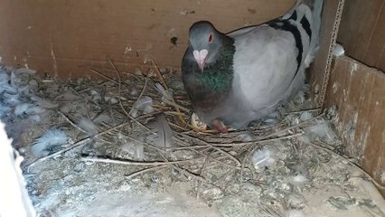 Young birds saw the beauty of its magnificence