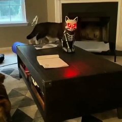 Shocked cat