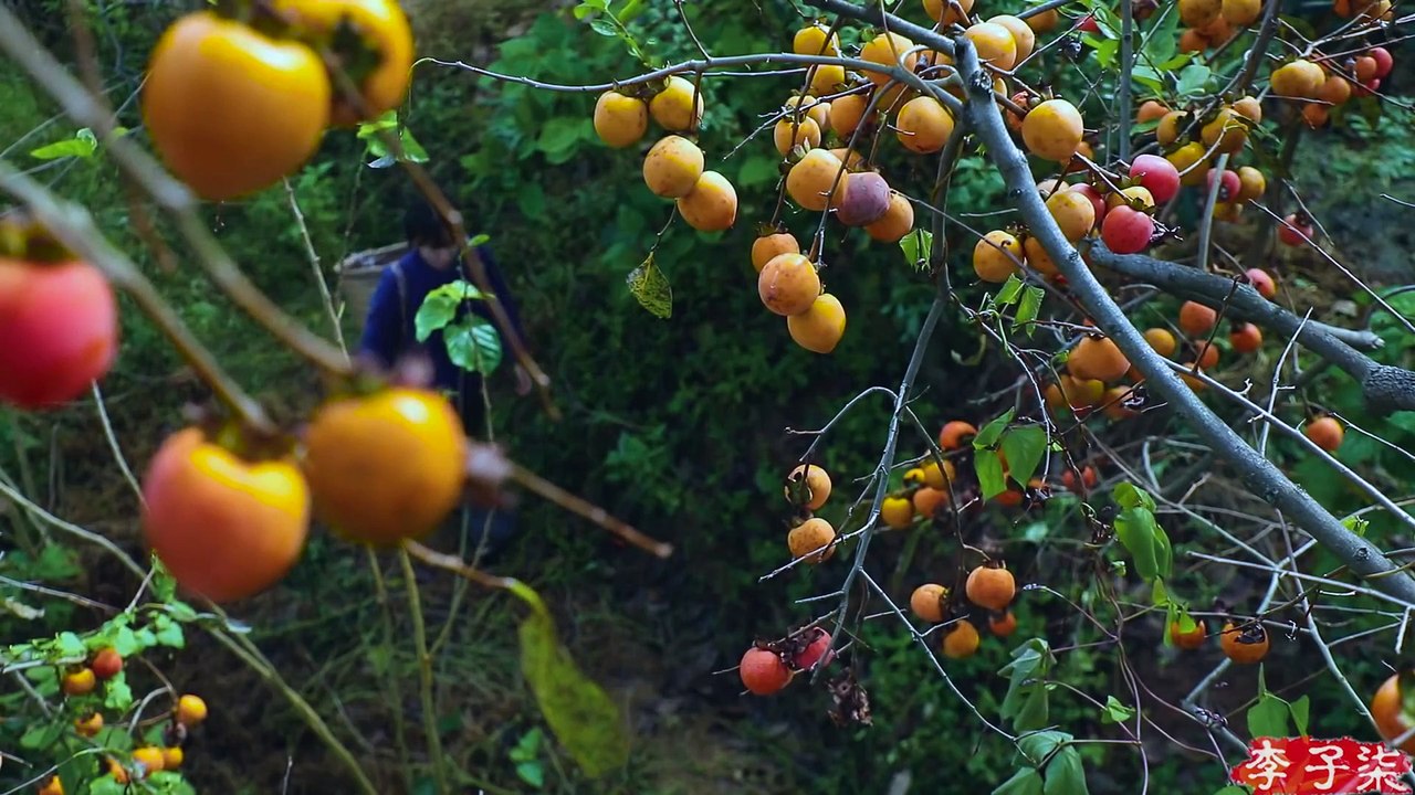 吊柿饼 It’s a red mountain, and in the fall, it’s natural to make some sweet persimmons. Liziqi channel