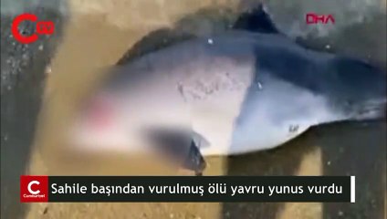Hayvanseverleri ayağa kaldıran görüntü!