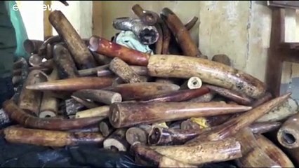 شاهد.. إحباط محاولة تهريب 120 ناب فيل في الكاميرون