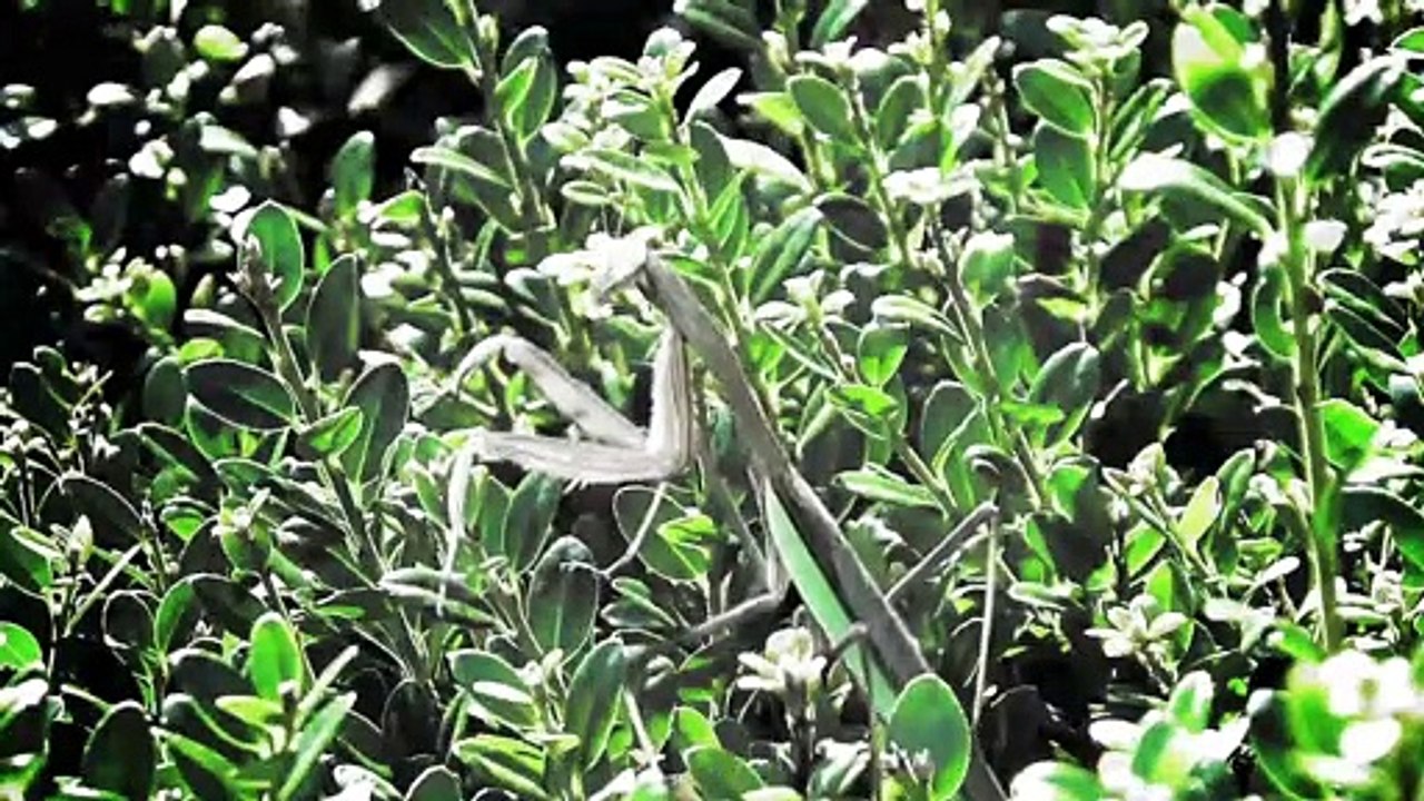 Amazing Insect Mantis