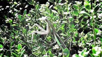 Amazing Insect Mantis