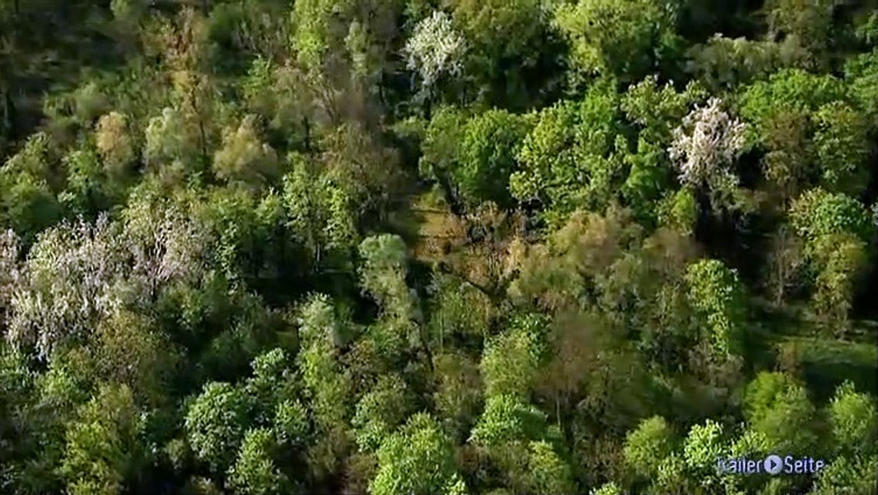 Ausschnitt aus Planet Deutschland: Unsere Heutigen Wälder
