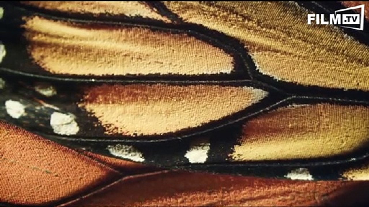 Flug der schmetterlinge - trailer - filmkritik deutsch german (2015) - trailer