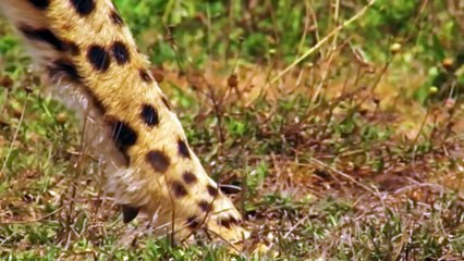 Cheetah Too Fast, Mother Ostrich Can’t Save Her Baby From Cheetah – Lion, Leopard, Hyeans vs Ostrich-