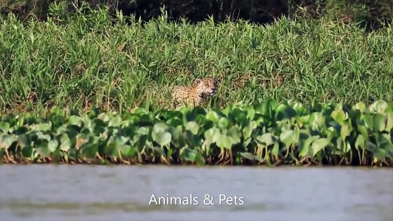 Predator Failed To Control Buffalo! Buffalo Herd Rescue Fellow From Lions and Crocodiles Hunting