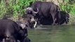 Predator Failed To Control Buffalo! Buffalo Herd Rescue Fellow From Lions and Crocodiles Hunting