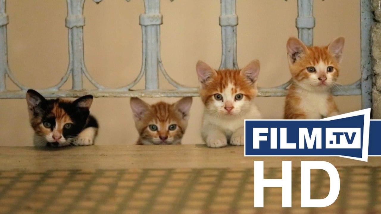 Kedi trailer deutsch german (2017)