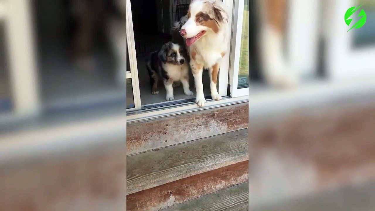 Papa chien apprend à son petit à descendre les escaliers... Adorable