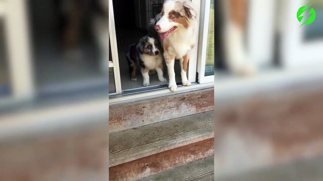 Papa chien apprend à son petit à descendre les escaliers... Adorable