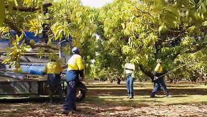 Darwin to celebrate inaugural Mango Madness festival