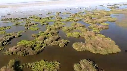 Survey shows marshes come back to life after drought