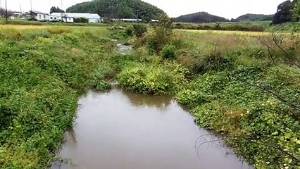 Rice Fields in Japan After the Rain