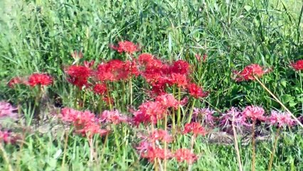 Field of Flowers in Japan