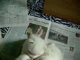 les bébés ont un mois