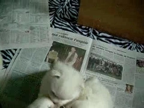 les bébés ont un mois