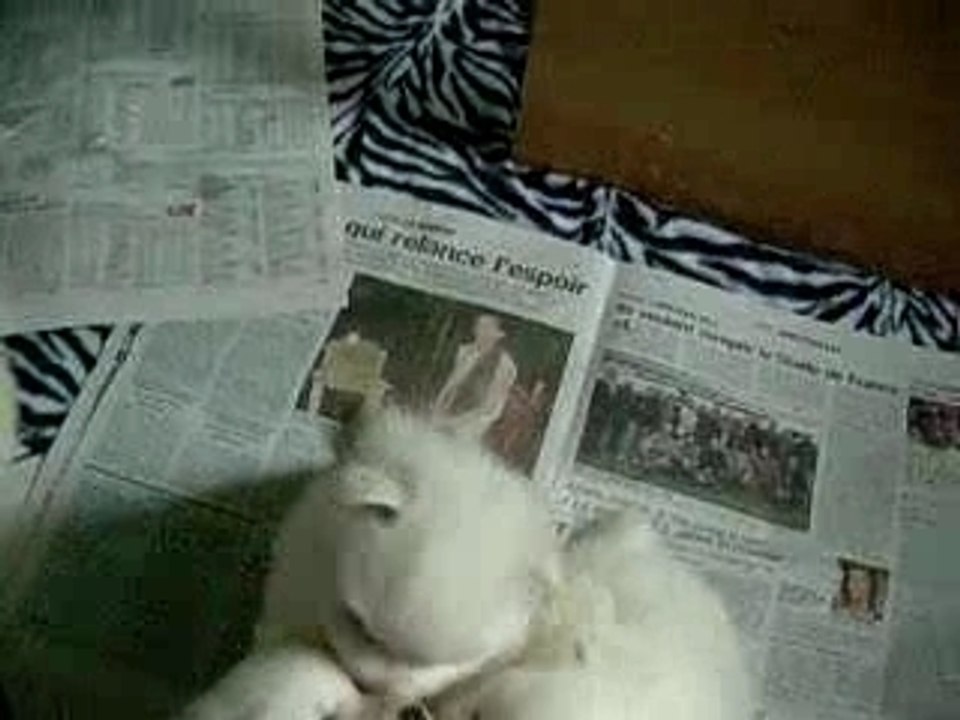 les bébés ont un mois