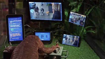 ΣΑΝ ΤΟΝ ΣΚΥΛΟ ΜΕ ΤΗ ΓΑΤΑ 3 τρέιλερ